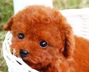 以泰迪犬颜色为主题的探讨（探索泰迪犬颜色的变化和特点）