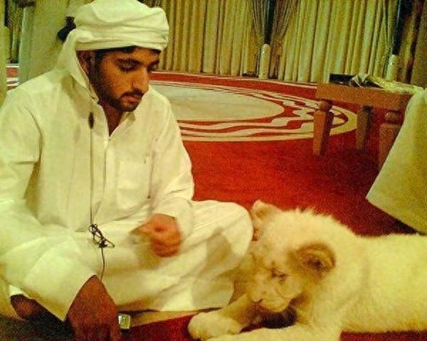 我们养猫，迪拜人养大猫，没有点胆量还真不太敢去迪拜！