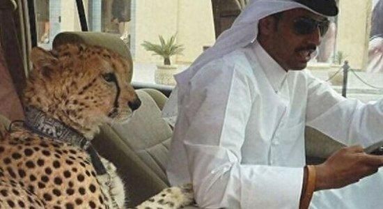我们养猫，迪拜人养大猫，没有点胆量还真不太敢去迪拜！