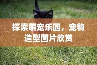 探索萌宠乐园，宠物造型图片欣赏