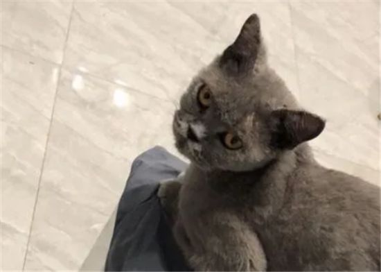 英短蓝猫剃毛造型图片
