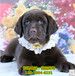 濮阳阿拉斯加幼犬灰桃阿拉大型犬、（本地资讯）