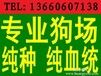 深圳狗场深圳哪里有卖宠物狗深圳哪里有卖阿拉斯加