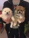 名家宠物狗柯基柴犬现出售，要的联系我