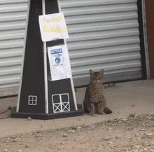流浪猫主动到汽车修理厂应聘，每个月都拿下“优秀员工”称号