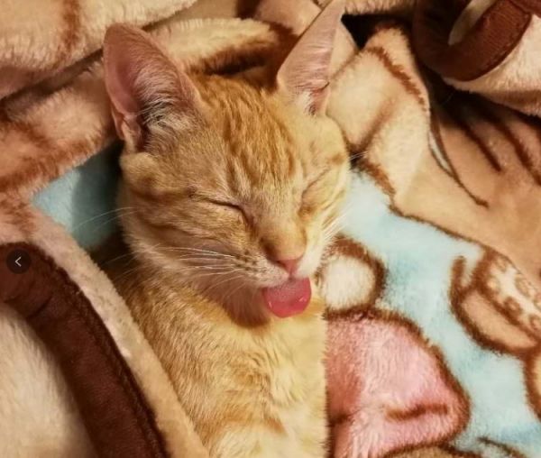从流浪到网红，橘猫到底是如何逆袭品种猫的？