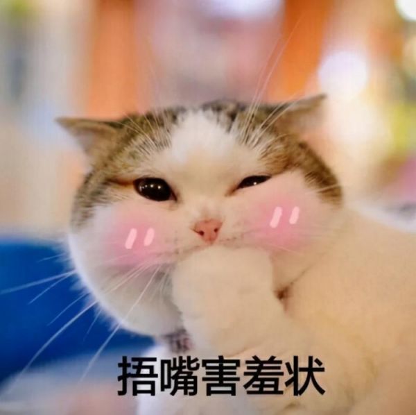 猫咪有这6个“迹象”，说明你把它养熟了
