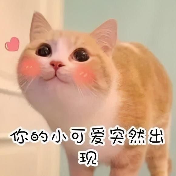 拥有猫咪就拥有了幸福甜蜜的生活？养猫后我的眼泪落了下来