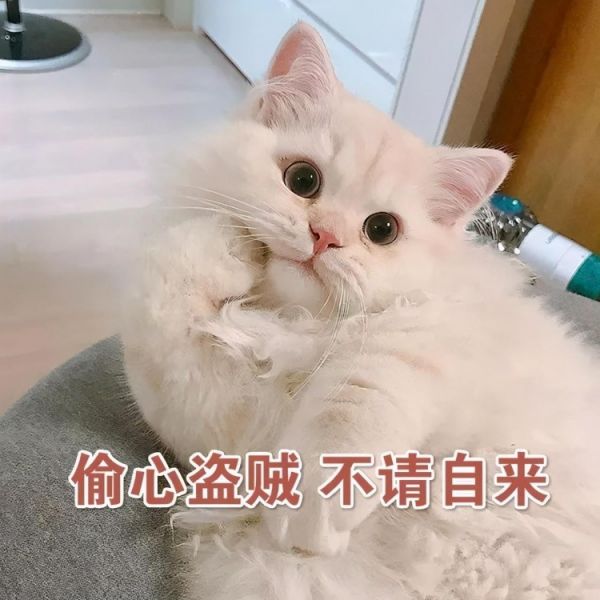 猫咪表情包合集：偷心猫贼，不请自来