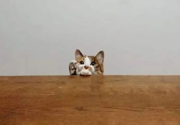 猫：“来一张桌子，我就能萌翻全人类！”