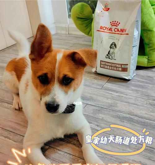 幼狗肠胃炎治疗全攻略（宠物肠胃炎治疗方法）