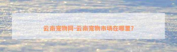 云南宠物网-云南宠物市场在哪里？