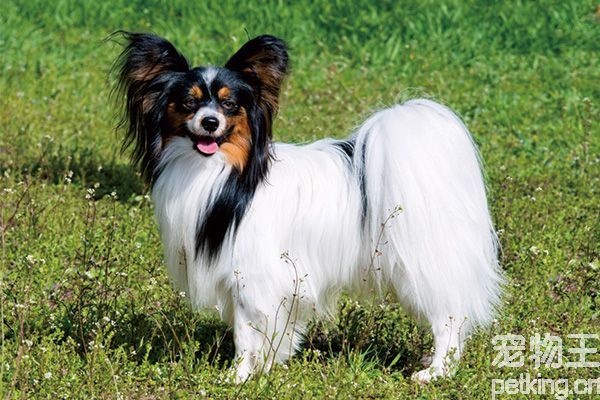 蝴蝶犬洗澡怎么洗