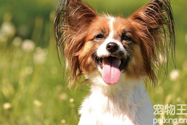 蝴蝶犬洗澡怎么洗