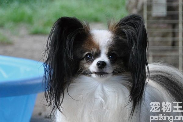 蝴蝶犬洗澡怎么洗