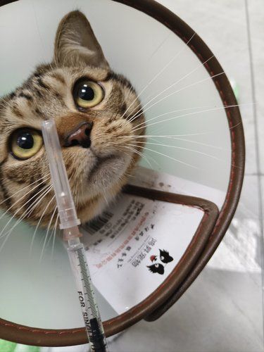 小乐宠物猫咪绝育