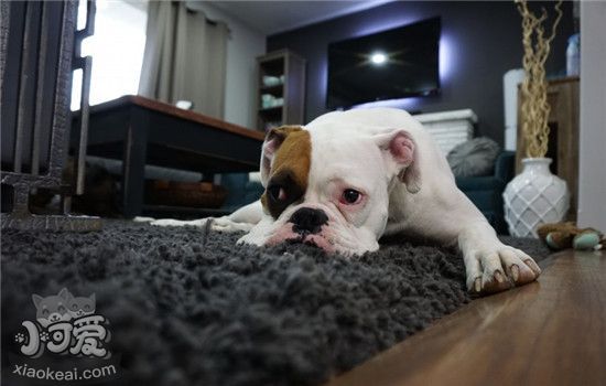 给狗做按摩的四点好处 你给你家狗狗按过摩吗