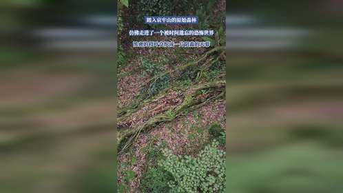 踏入哀牢山的原始森林，仿佛走进了一个，被时间遗忘的恐怖世界