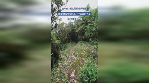 哀牢山 现实版的绿野仙踪,,浓密的枝叶交织成一片阴森的天幕