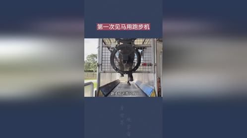 第一次见马用跑步机