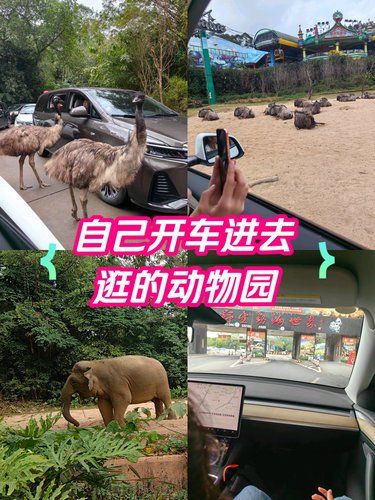 自驾穿越五大洲✅广州野生动物园省钱全攻略！