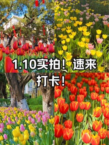 一日游｜打卡沙面郁金香绽放的欧式油画世界