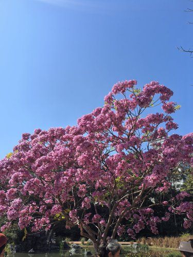 国家植物园也种“假花”