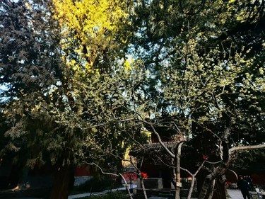 谁说冬日的国家植物园没得看？