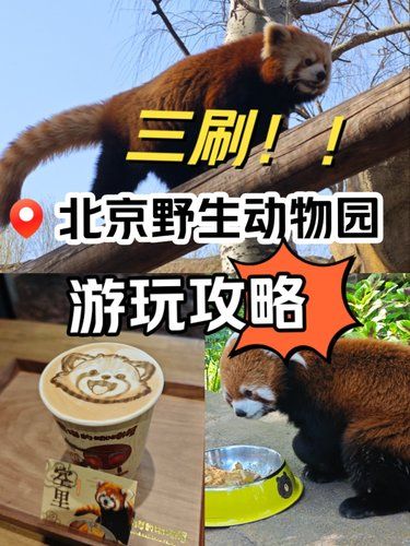三刷北京野生动物园‼超实用攻略一篇搞定