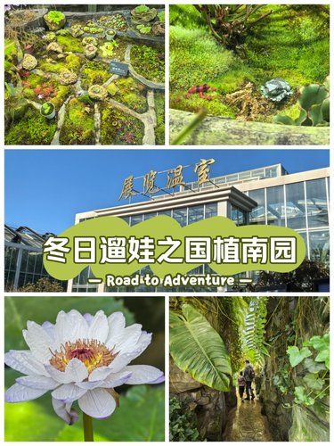 冬日遛娃之国家植物园