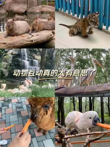 喂小动物没想到这么有意思