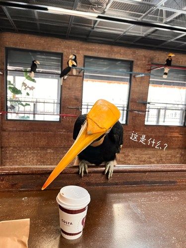 互动体验拉满的 costa