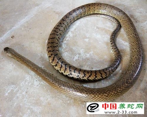  蛇类的繁殖