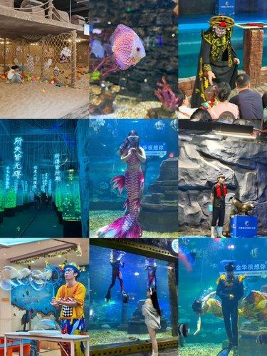 不在上海！金华的！超出片的海洋馆…