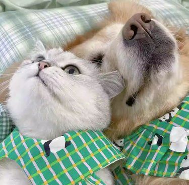 宠物狗狗的日常萌