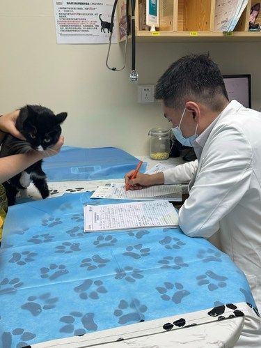 小猫咪猫藓就诊全记录