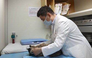 猫鼻支的艰难抗争！好在有这家医院