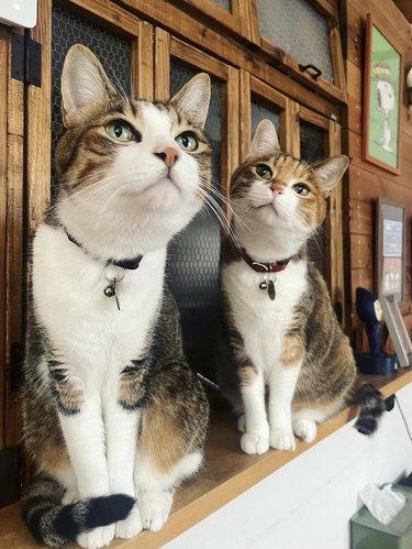 今天洗猫猫的小姐姐很熟练哟～