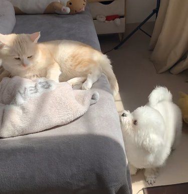 猫狗一起晒太阳