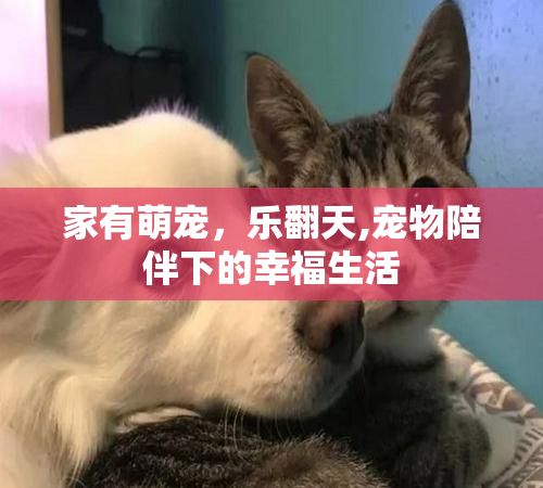 家有萌宠，乐翻天,宠物陪伴下的幸福生活