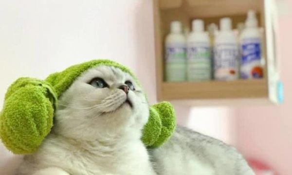 小猫洗澡全指南（初次养猫必看）