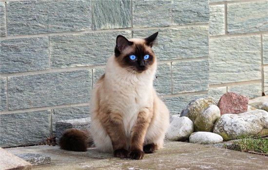 要怎么给猫洗澡 给猫洗澡要注意什么