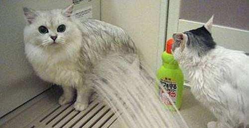小猫洗澡全指南（如何为宠物小猫提供舒适的洗澡体验）
