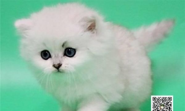 三个月的猫咪可以洗澡吗（宠物猫咪的洗澡技巧及注意事项）
