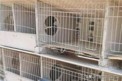 上海宠物兔养殖场:一百只种母兔需要多大的场地？有什么注意的吗？