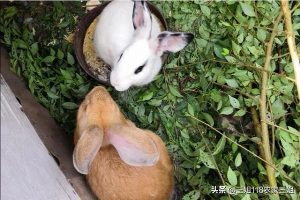 上海宠物兔养殖场:一百只种母兔需要多大的场地？有什么注意的吗？