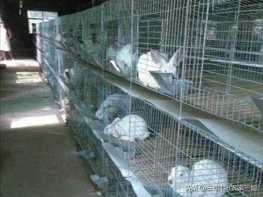 上海宠物兔养殖场:一百只种母兔需要多大的场地？有什么注意的吗？