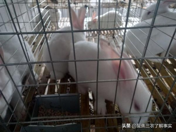 上海宠物兔养殖场:一百只种母兔需要多大的场地？有什么注意的吗？