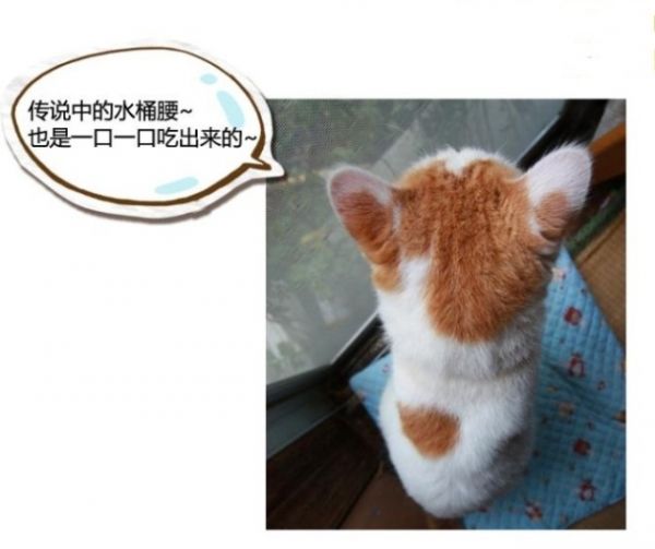 前锋萌宠乐园攻略，带你领略宠物的魅力