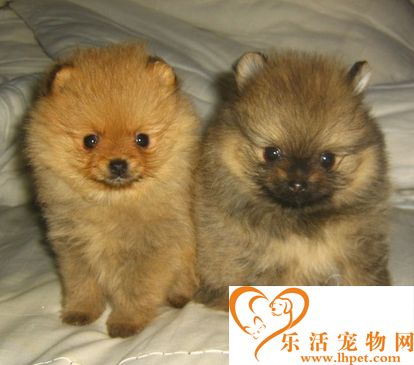 狗狗的基本训练 培养犬的服从性听从主人的指挥